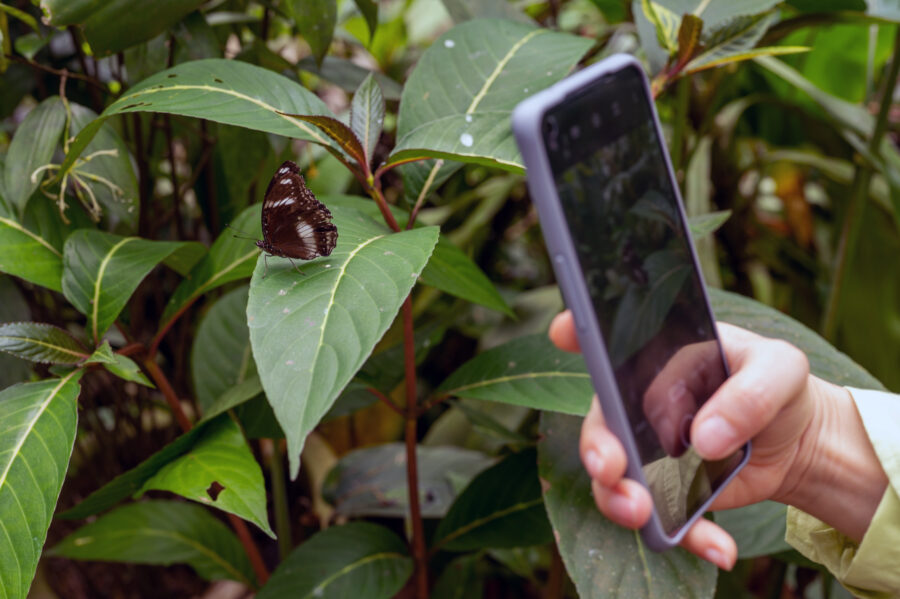 A hand holding a mobile phone and taking a photo of a butterfly against background of green leaves