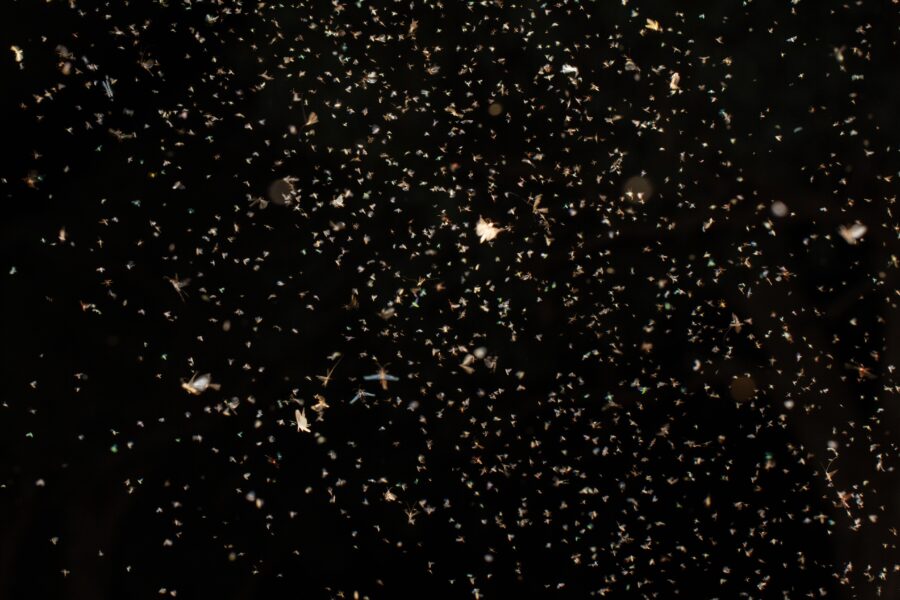 Insects swarming around a light at night