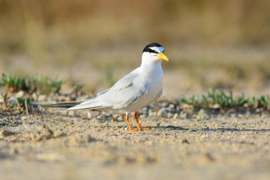 Little tern on a beach