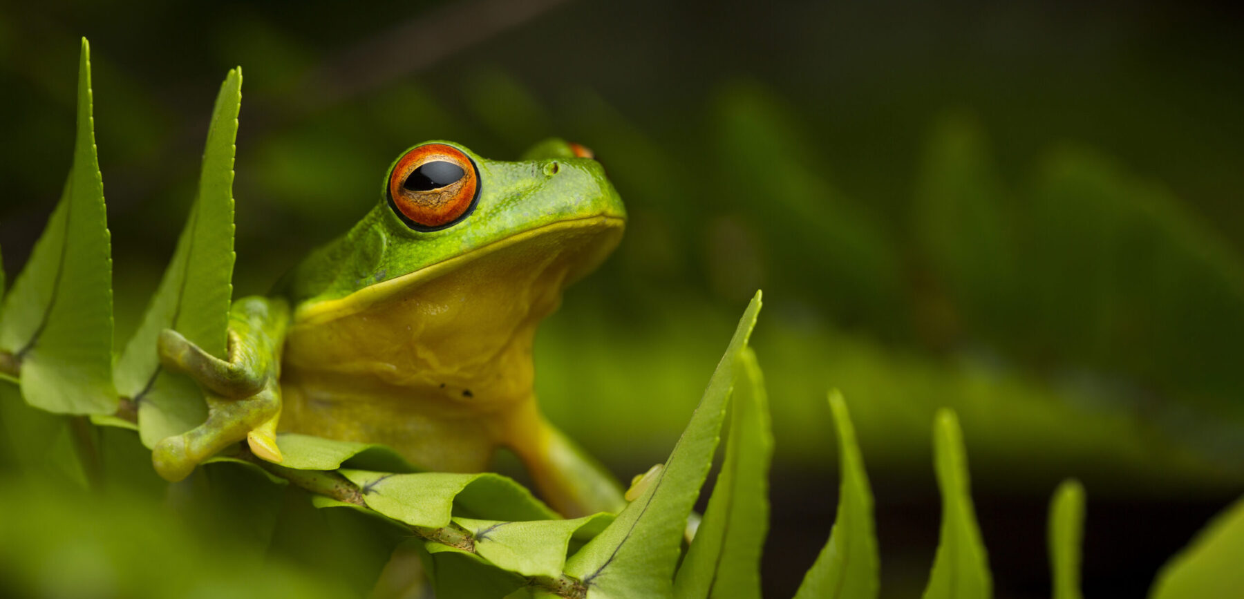 Red-eyed tree frog