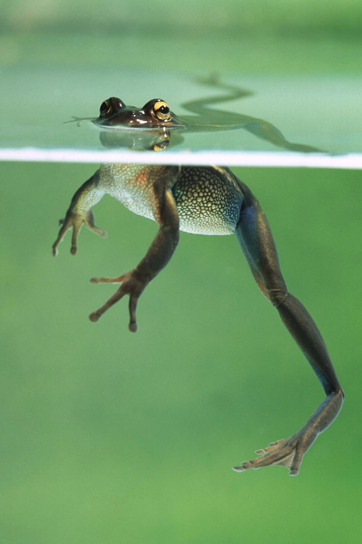 Green and golden bell frog