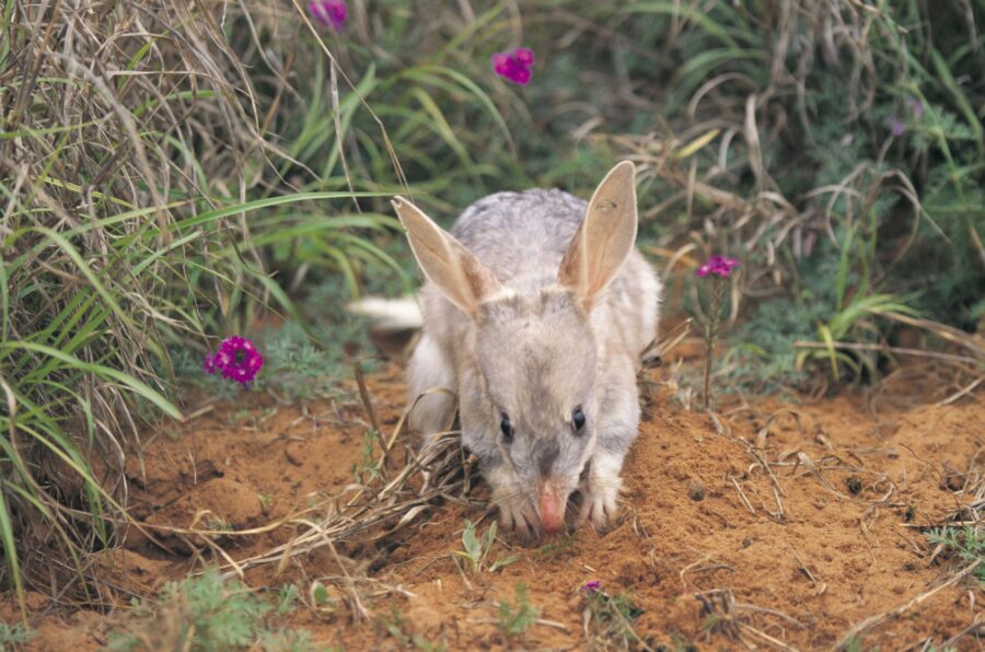 Bilby digging in dirt