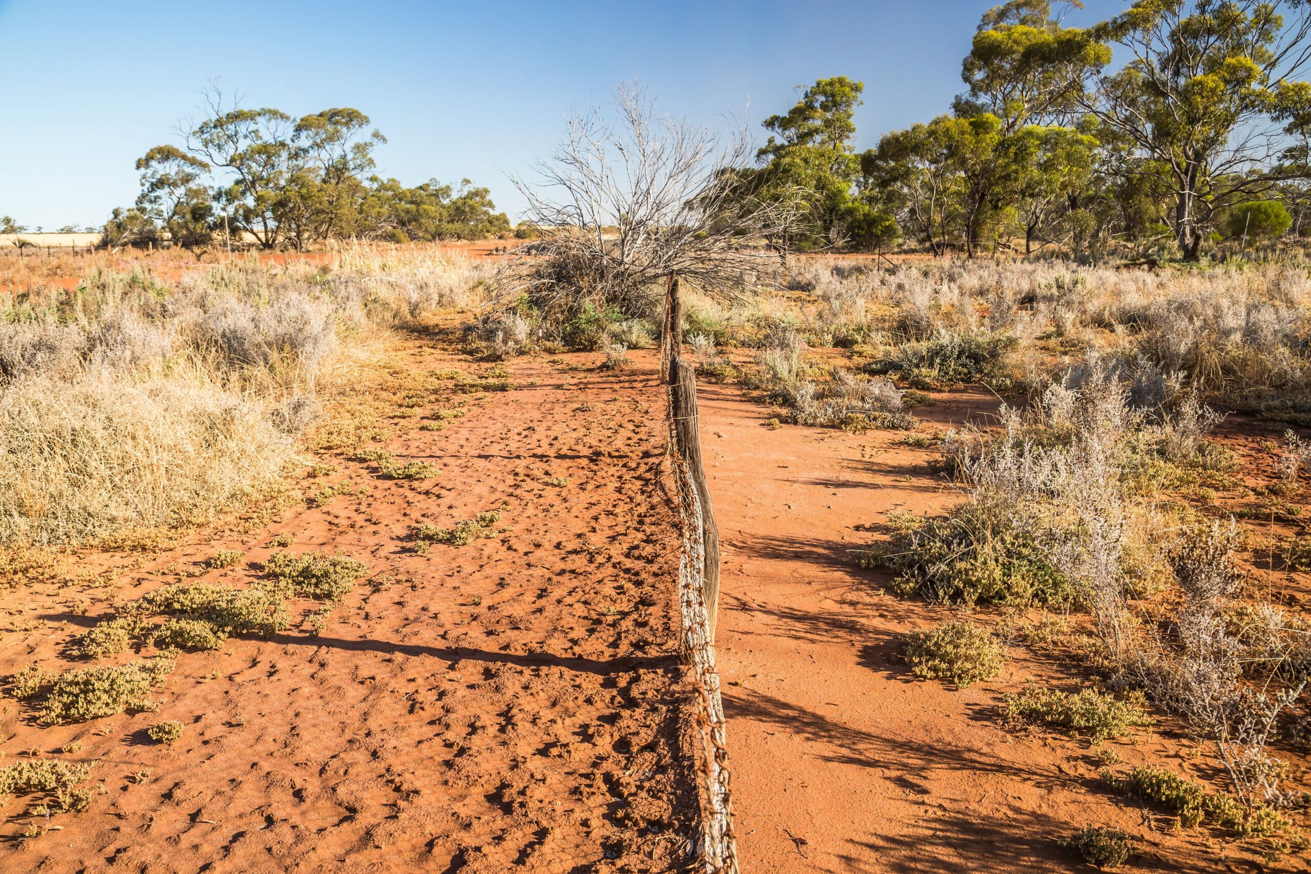 Australia's rabbit-proof fence
