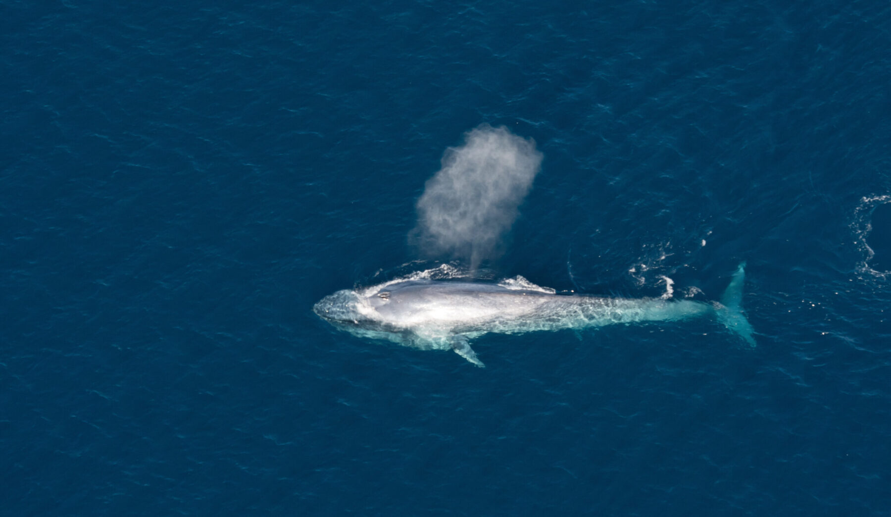 A pygmy blue whale