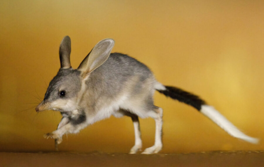 Bilby