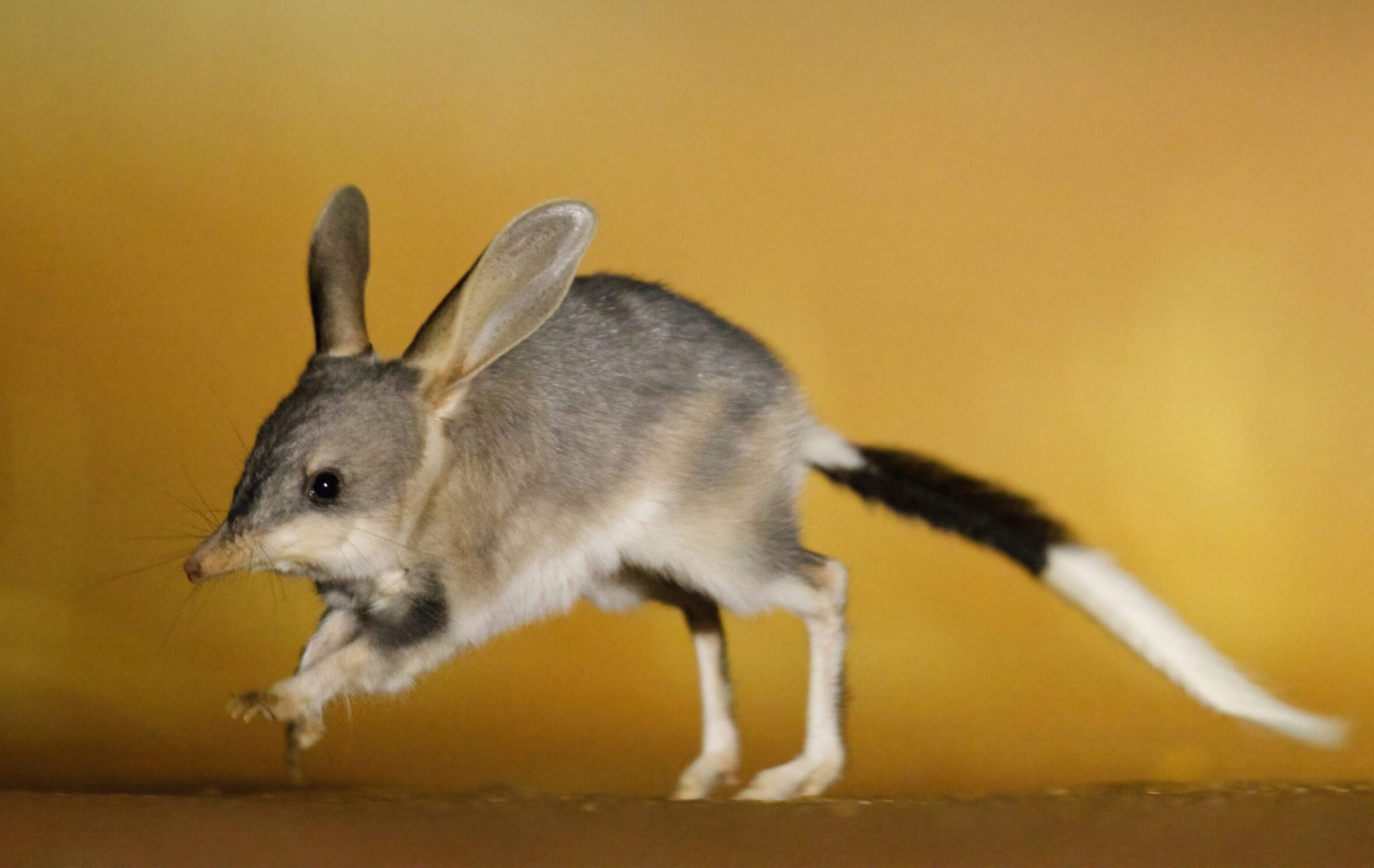 Reaching the summit: how Australia united to save the bilby - Australian Geographic