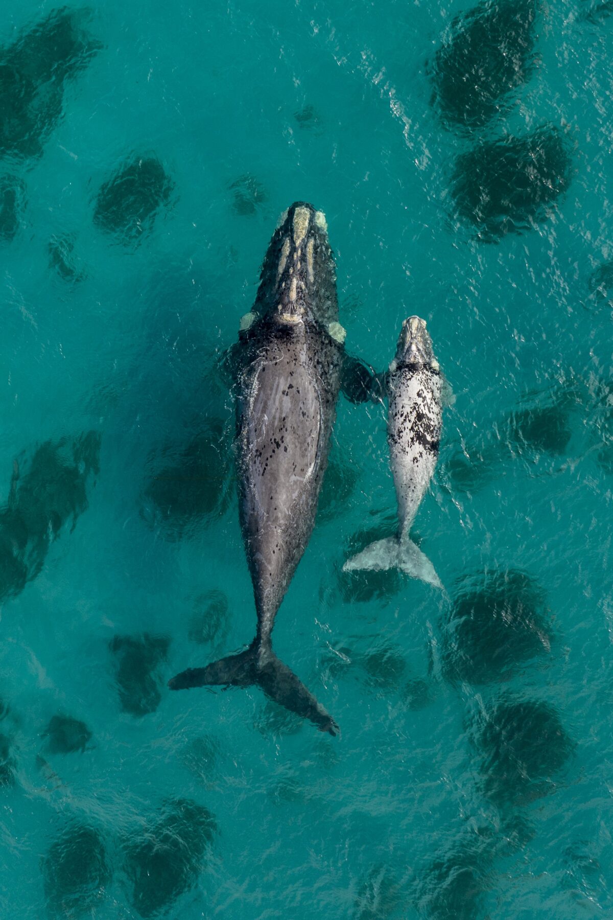 A southern right whale cow and her calf head to the Antarctic feeding grounds via the WA coast migratory route