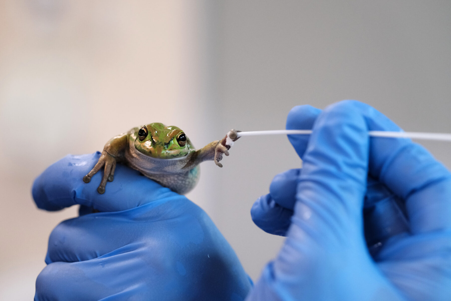 A frog being swabbed