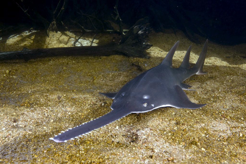 Largetooth sawfish (Pristis pristis)