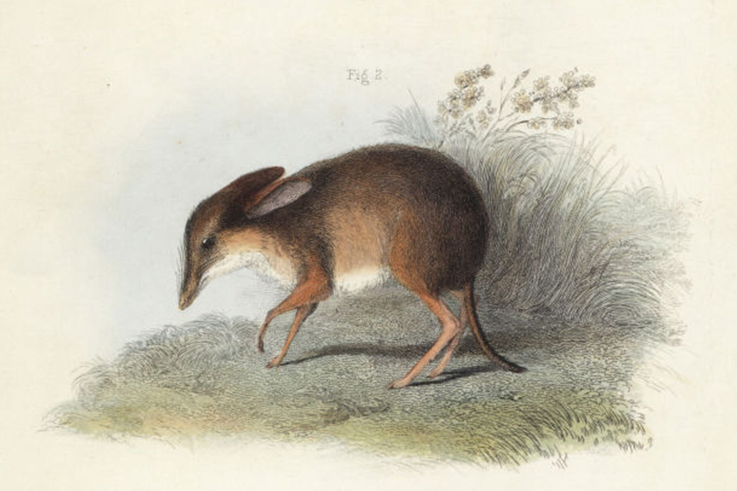 Handcoloured steel engraving of a pig-footed bandicoot