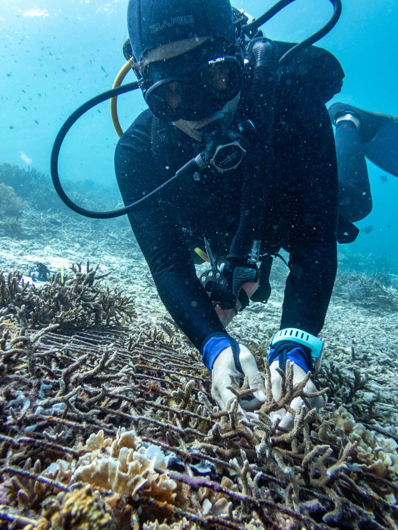 Lynn Lawrance coral gardening