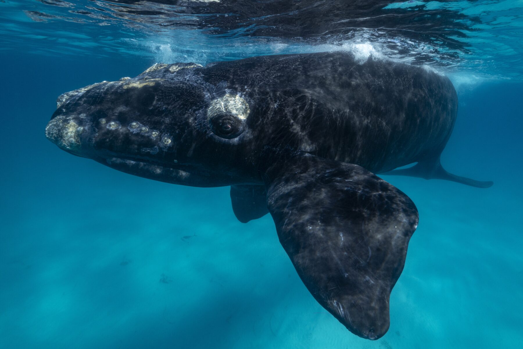 A southern right whale with callosities