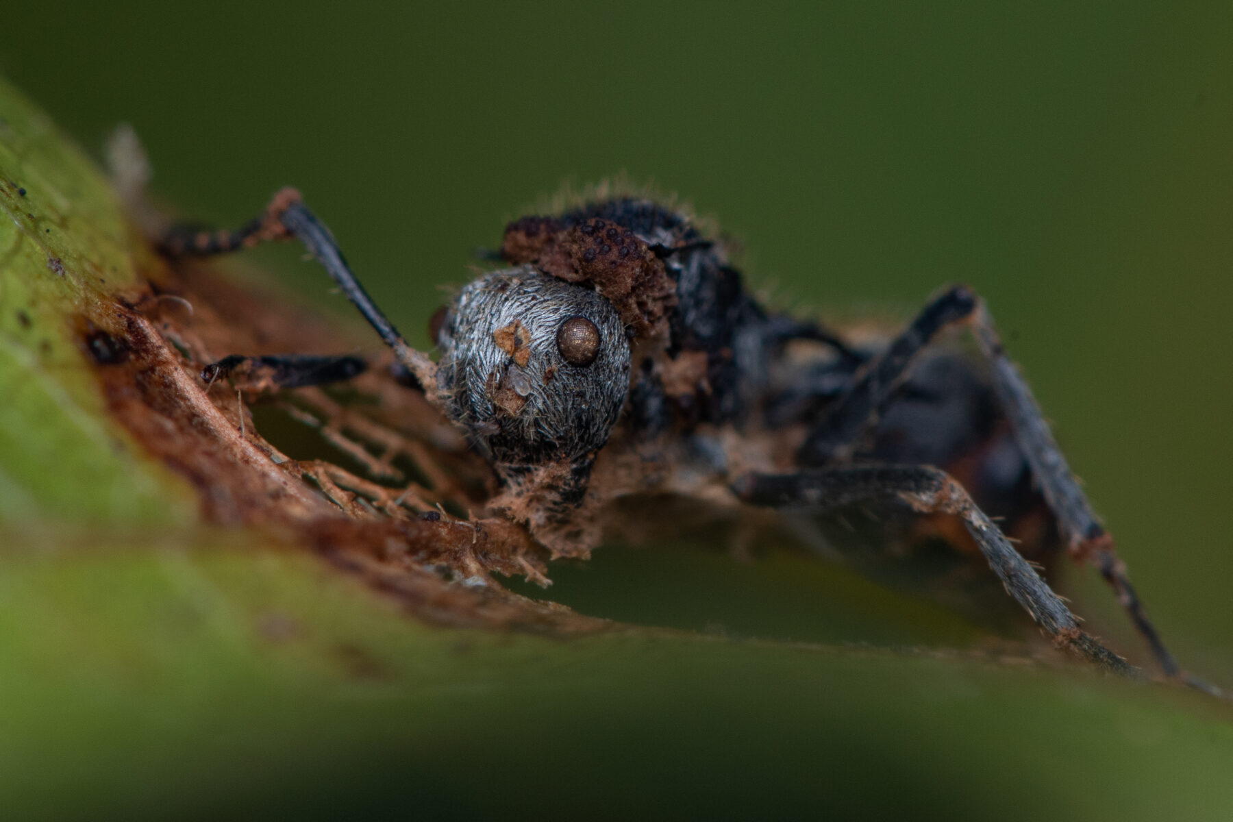A Polyrhachis senilis ant infected by Cordyceps fungus