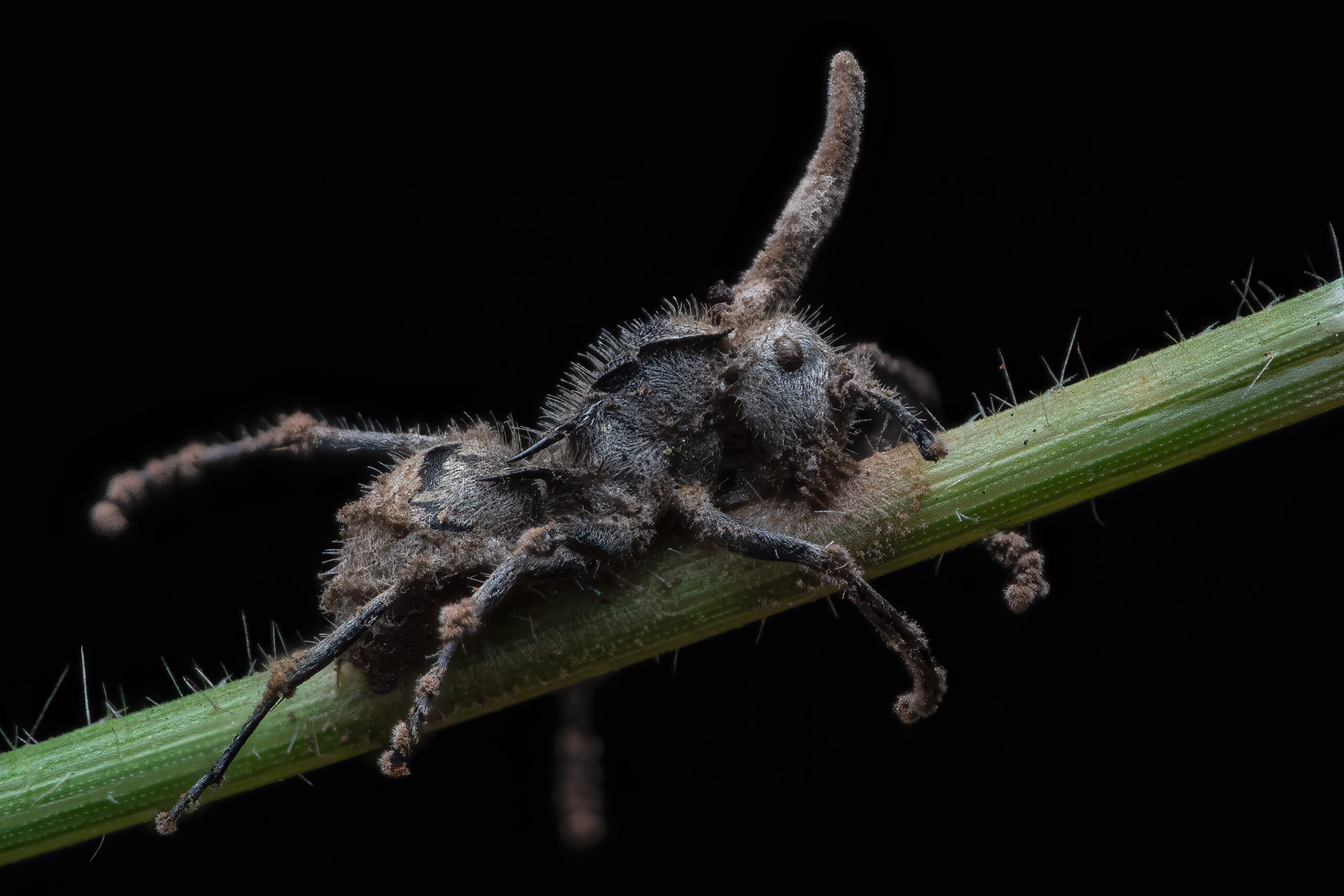 Image for article: Zombie ants found in Top End