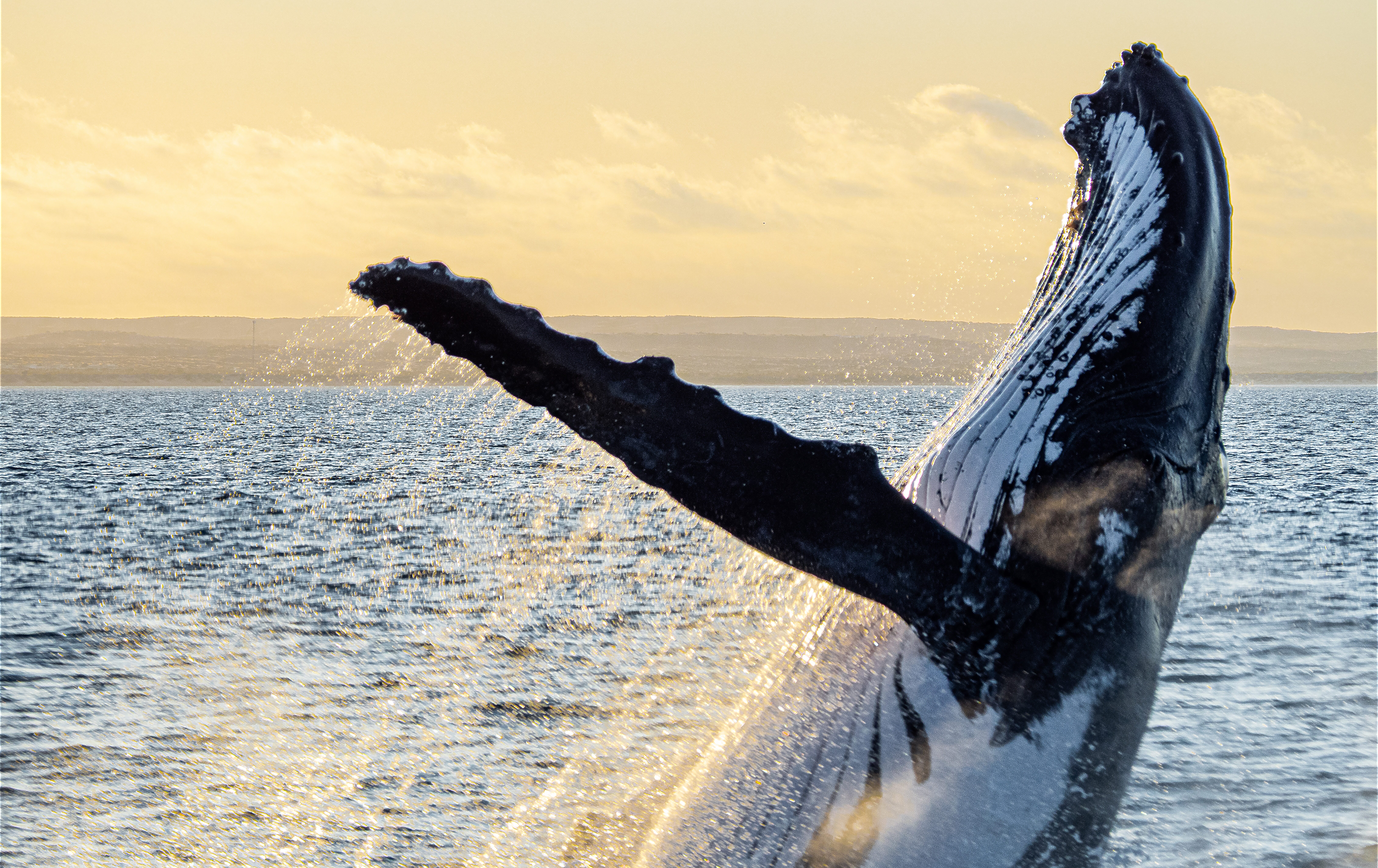 Image for article: Save the whales, save the world