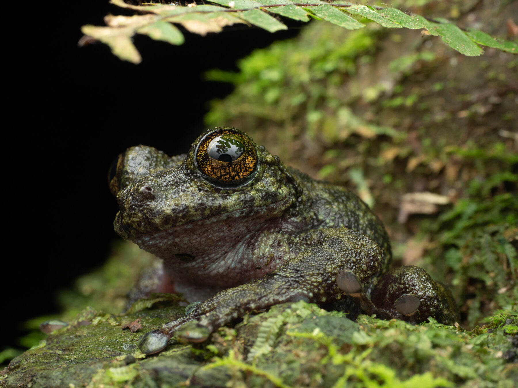A waterfall frog