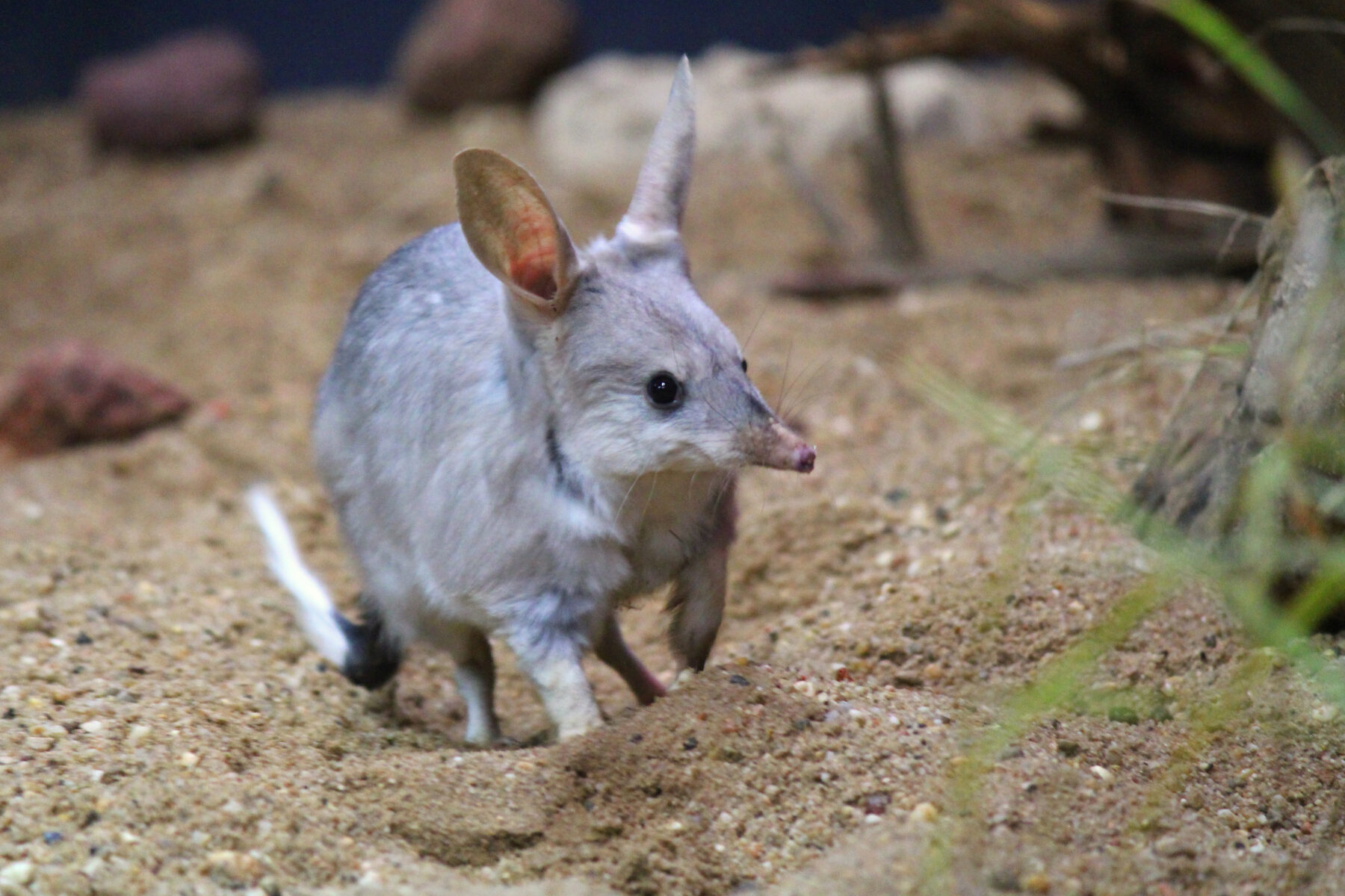 A bilby