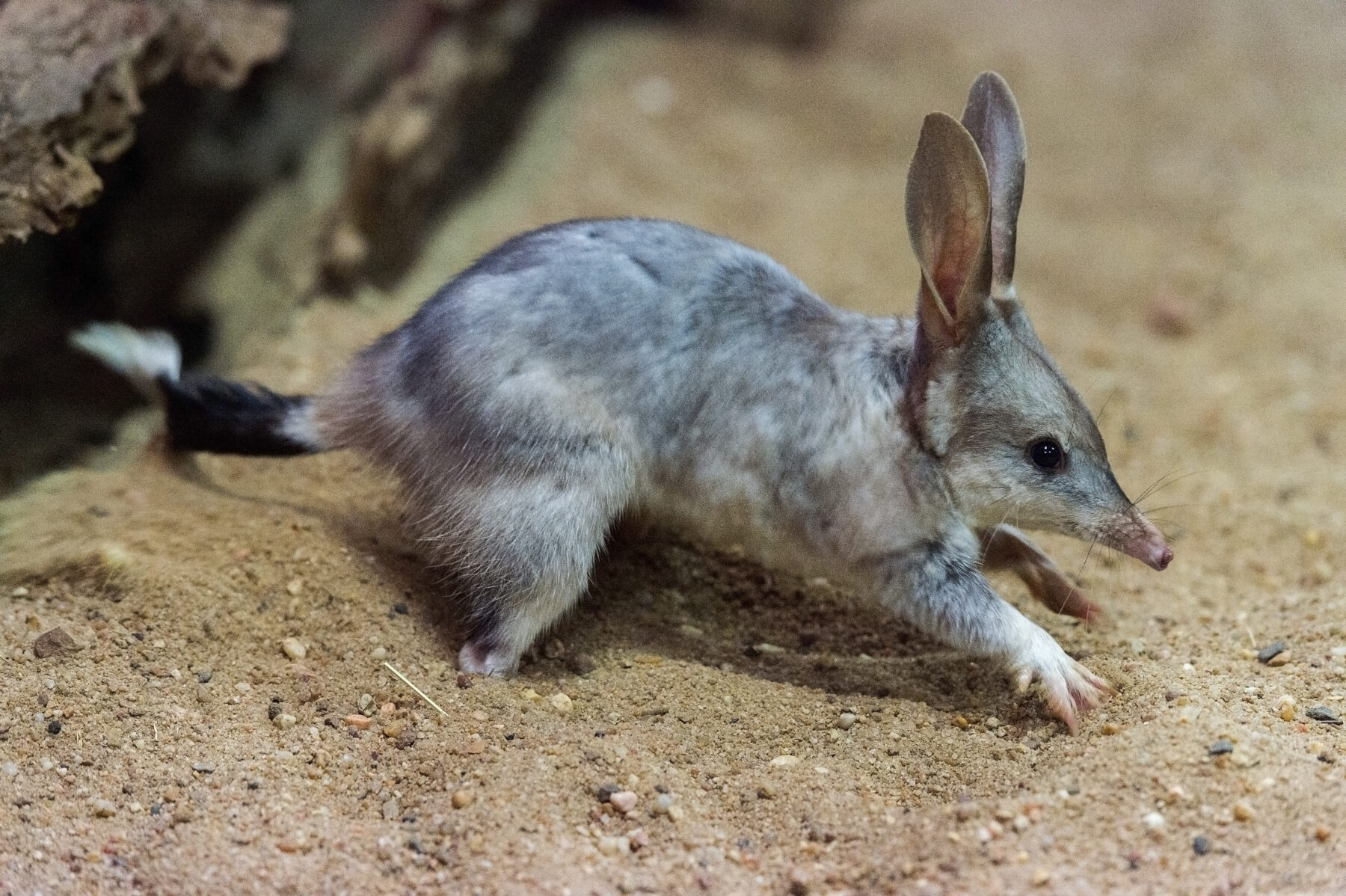 A bilby