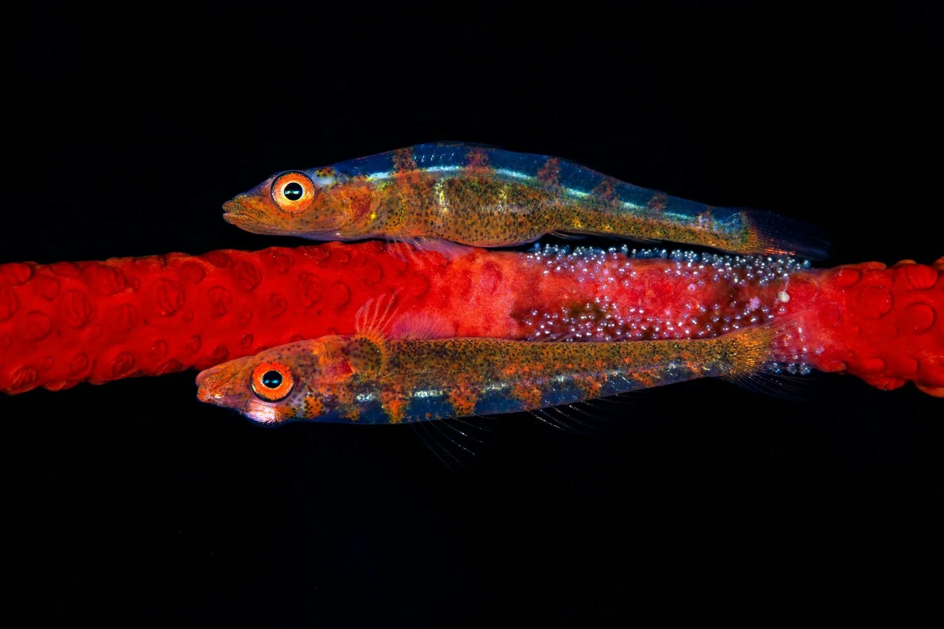 Planktivores surprise scientists with diversity of shapes - Australian Geographic
