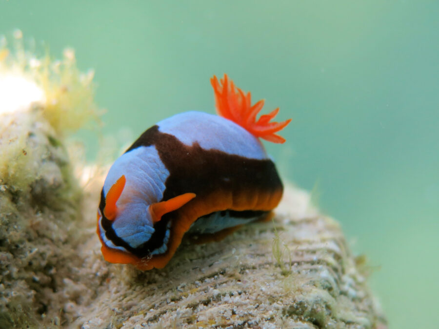 Nudibranch