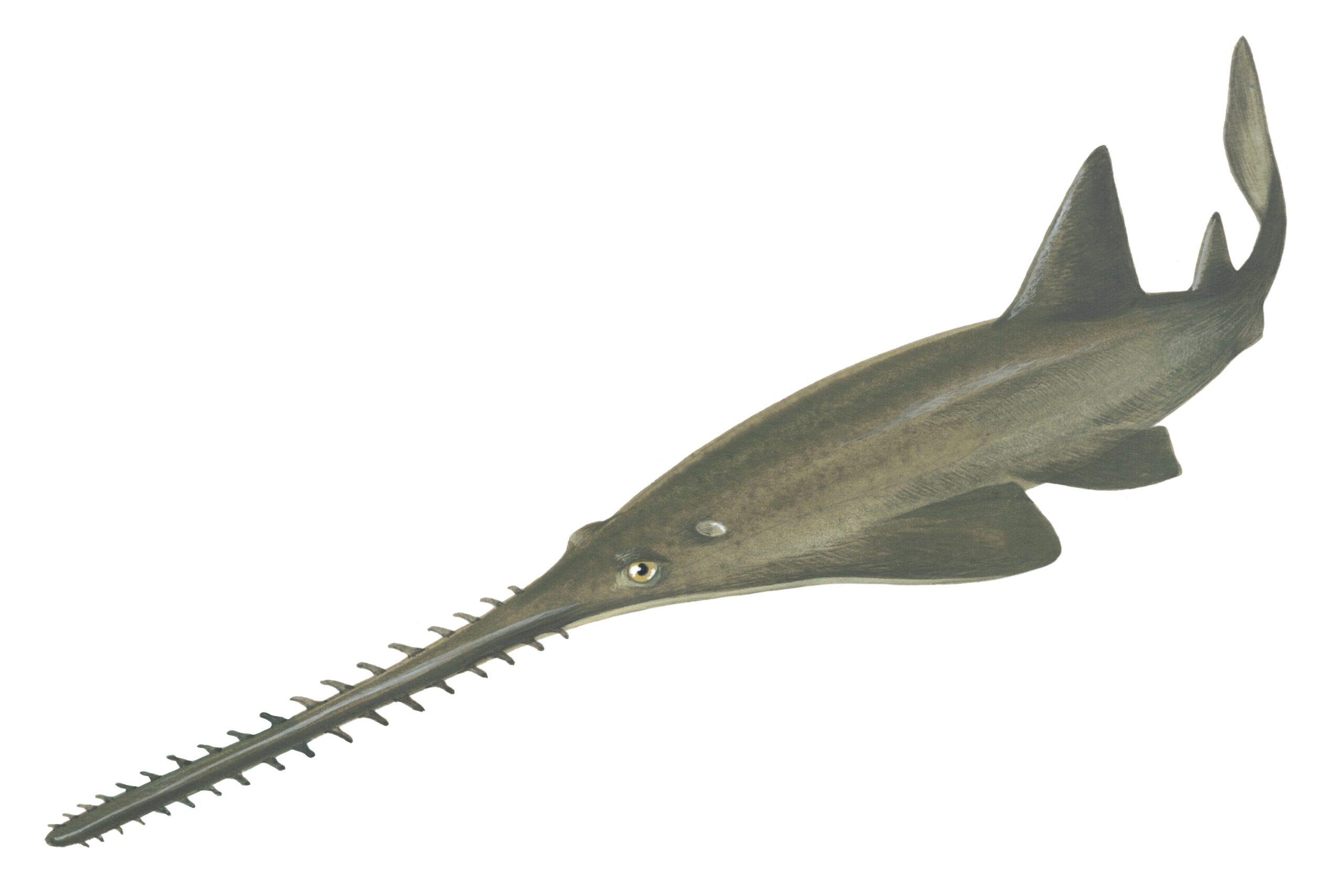Scientific illustration of a largetooth sawfish
