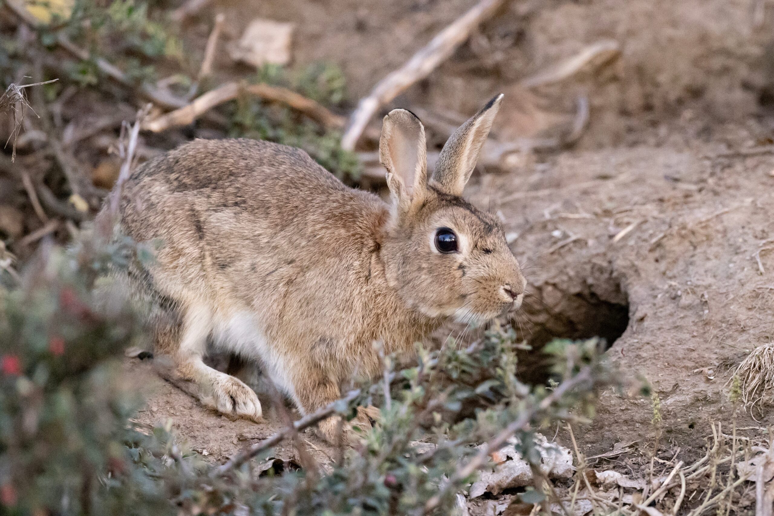 A wild rabbit