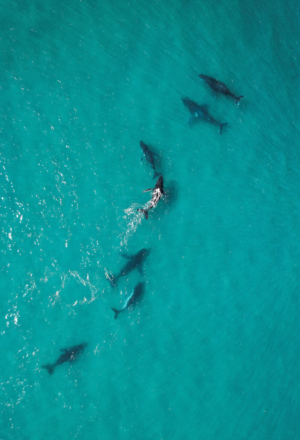 Aerial,Picture,Of,A,Large,Group,Of,Humpback,Whales