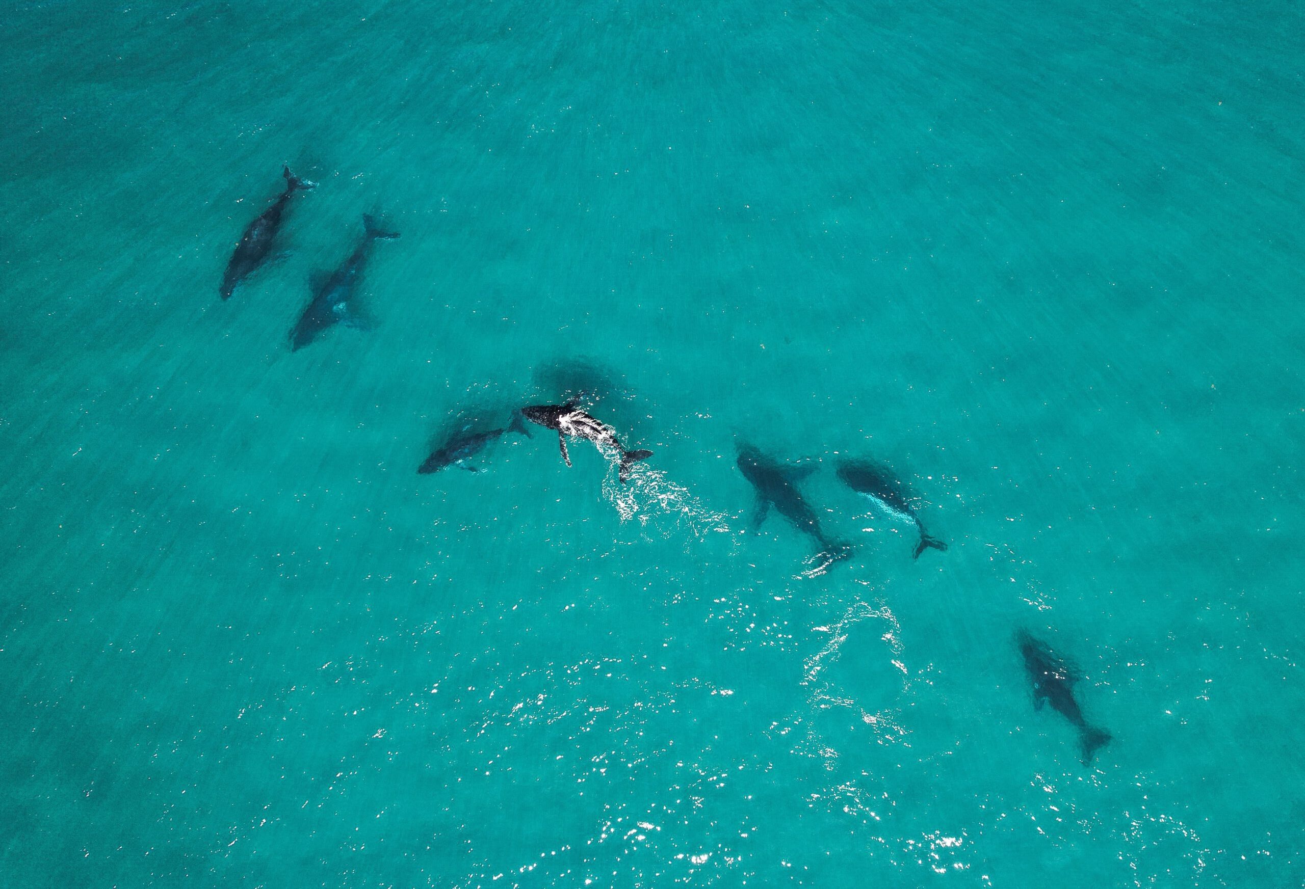 Image for article: Pack your bags, we’re hitting the humpback highway