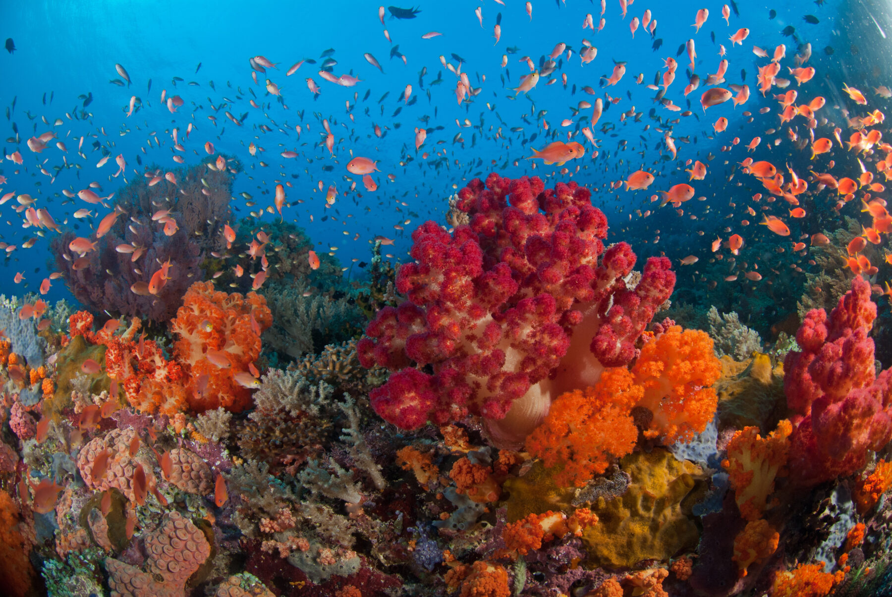 A coral reef in Raja Ampat