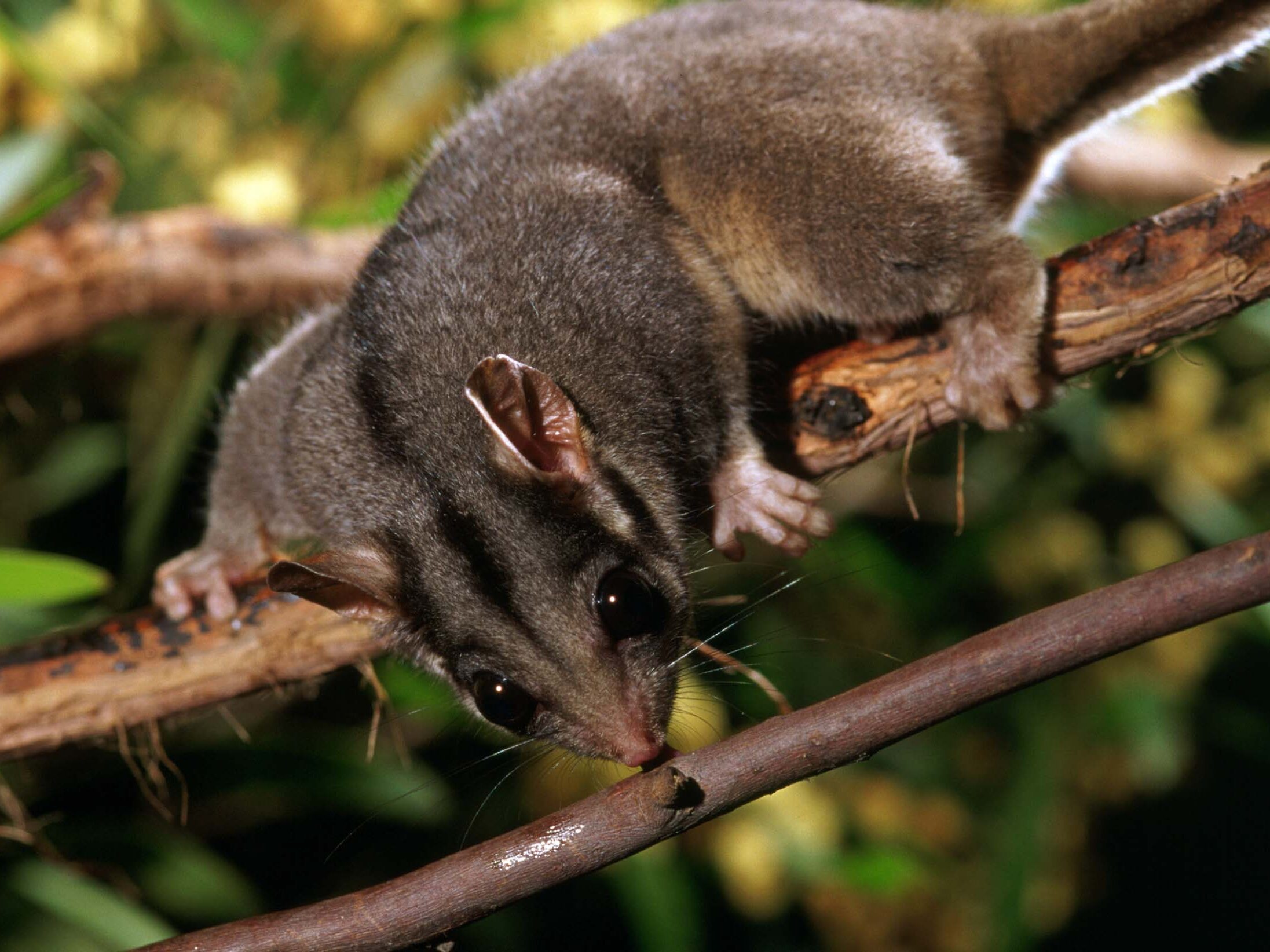 Leadbeater’s possum