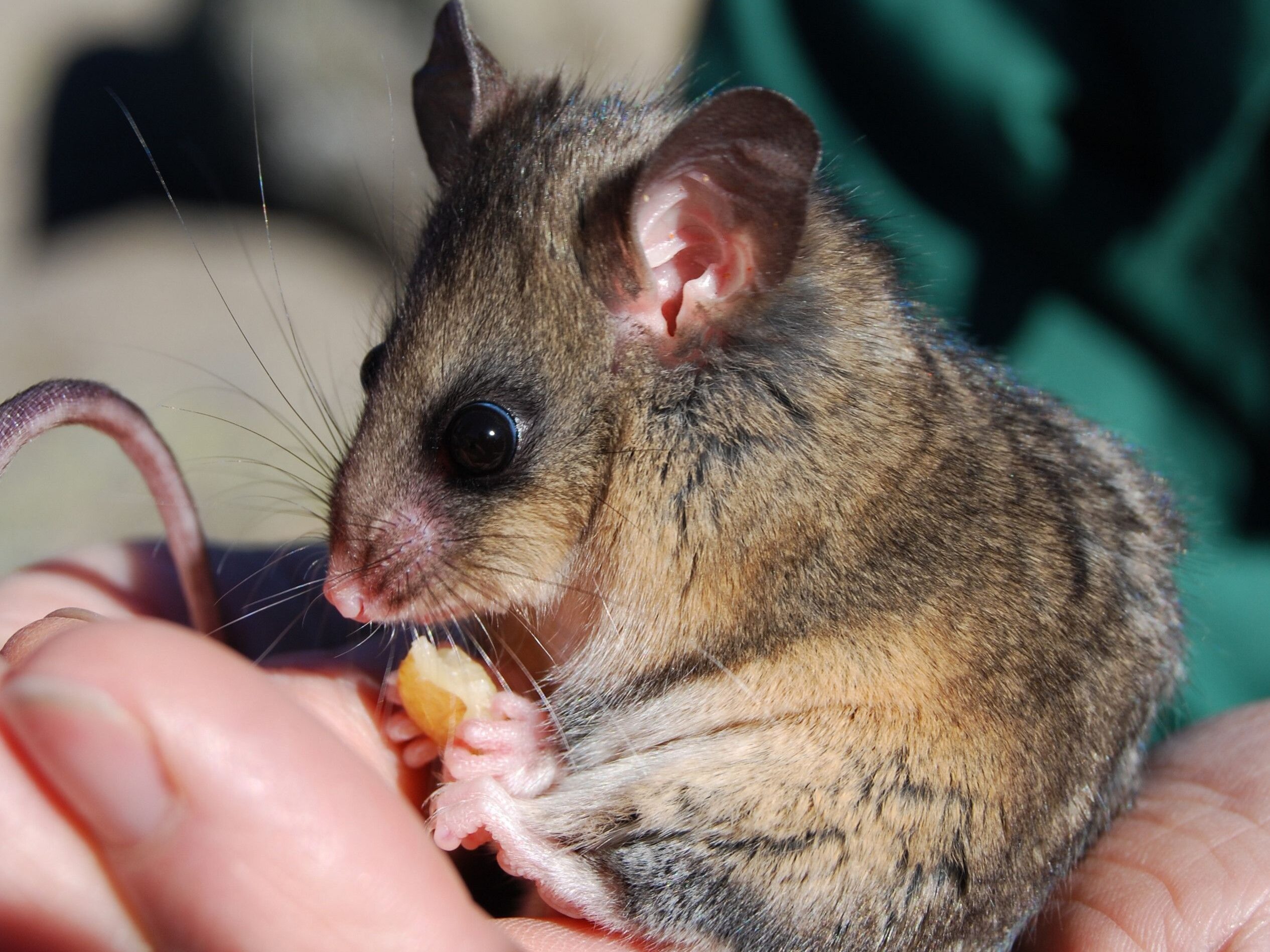 Mountain pygmy-possum