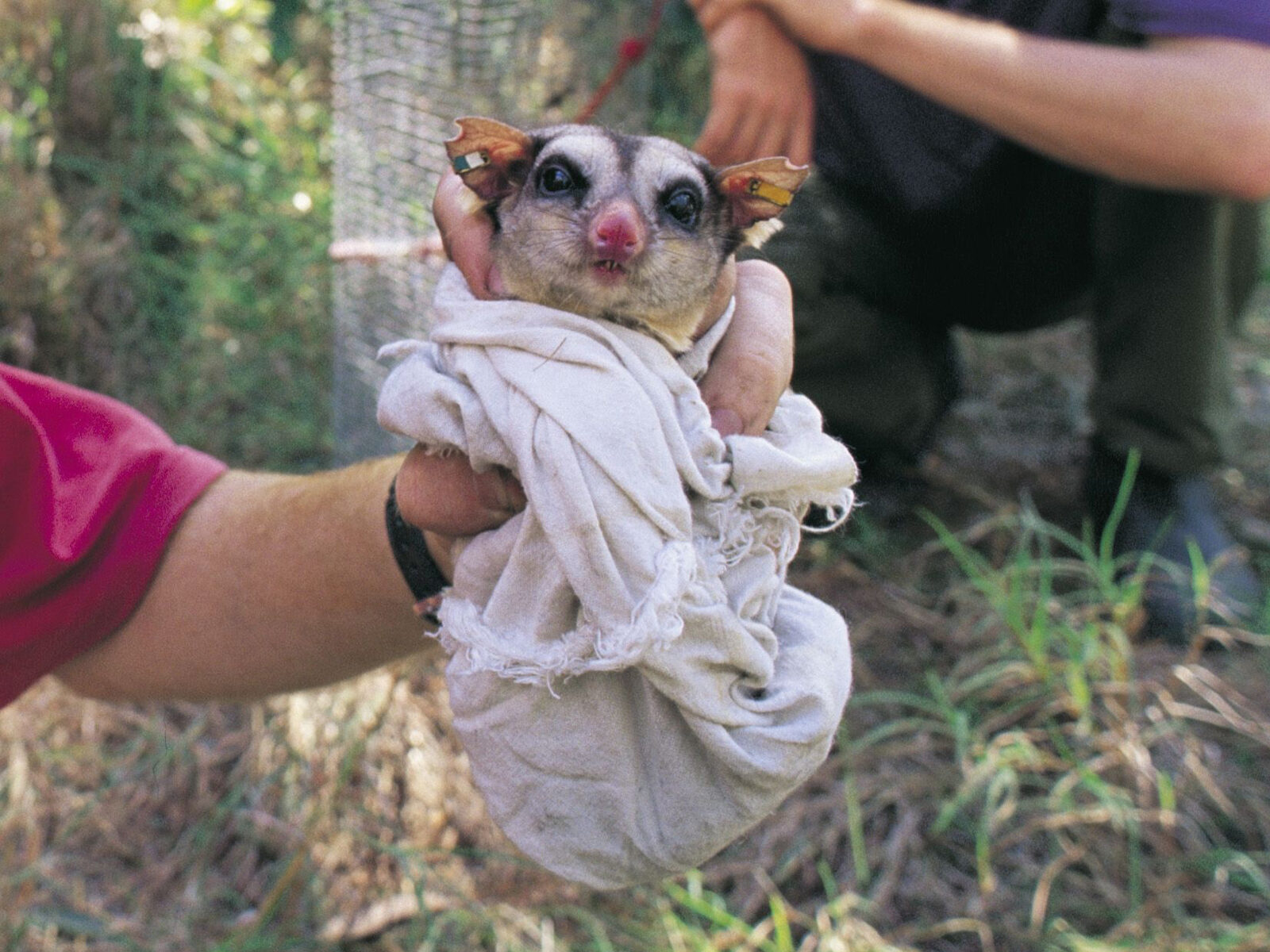 Mahogany glider (Petaurus gracilis)