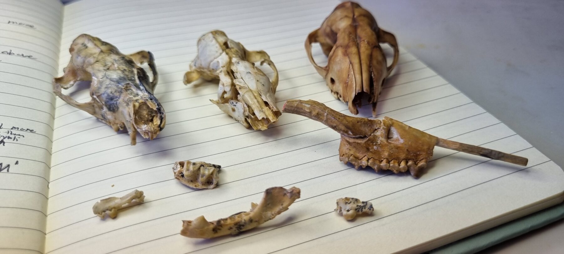 skulls of snail-eating carnivorous marsupials