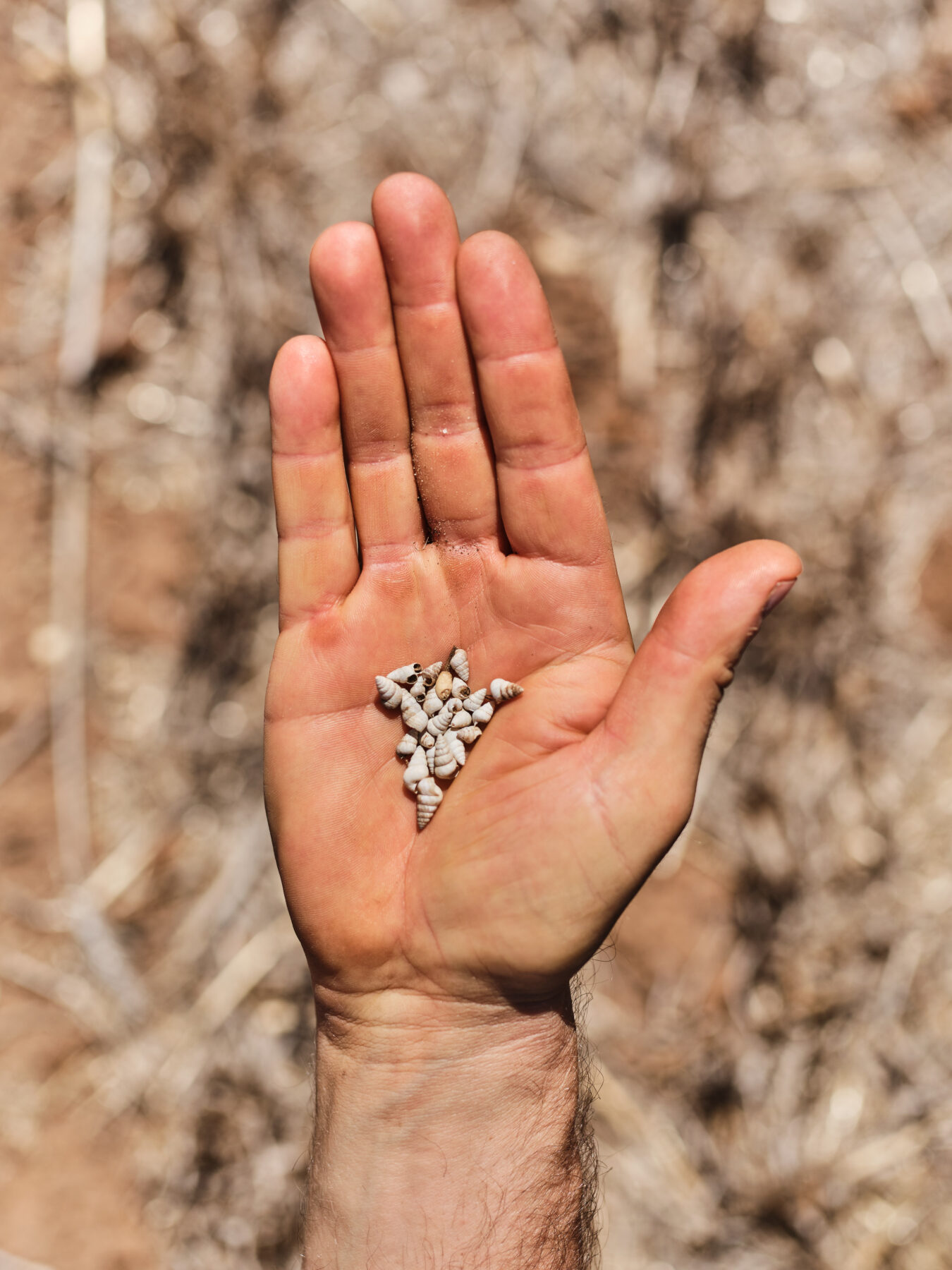 A palmful of conical snails