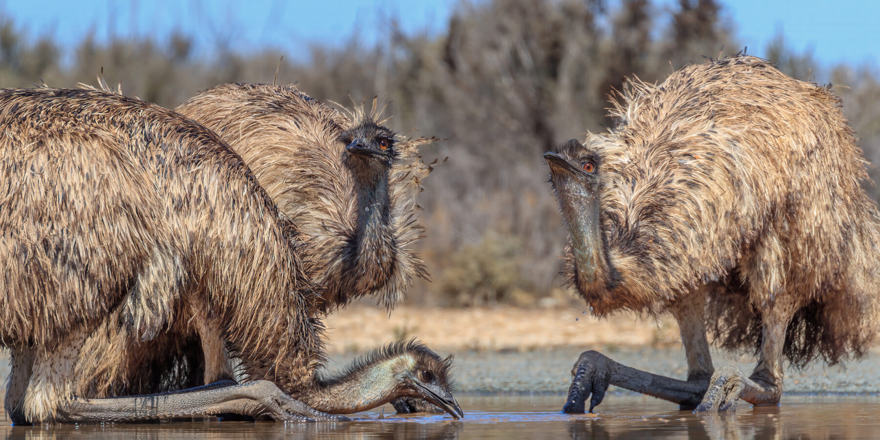 Emus drinking, Mungo NP
