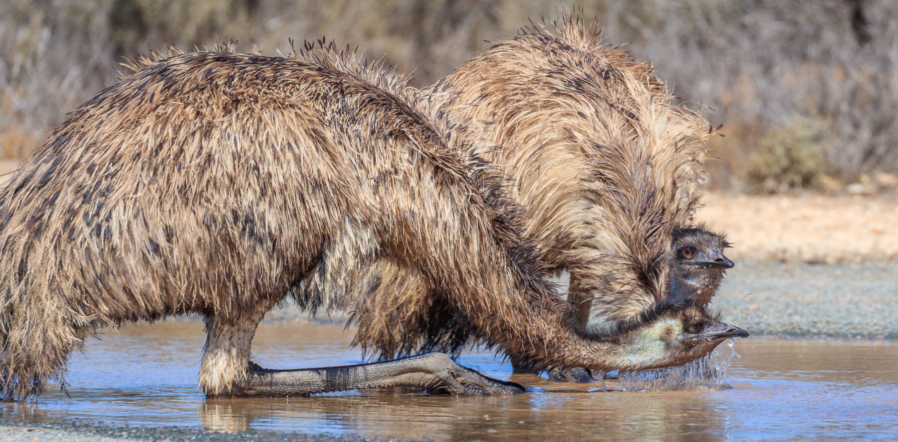 Emus drinking, Mungo NP