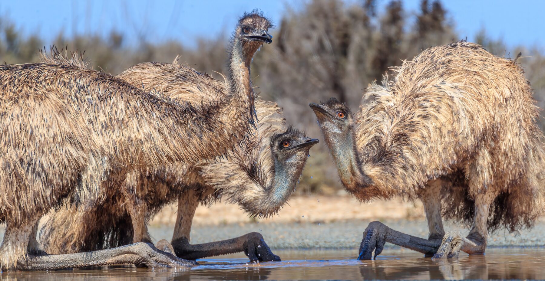Emus drinking, Mungo NP