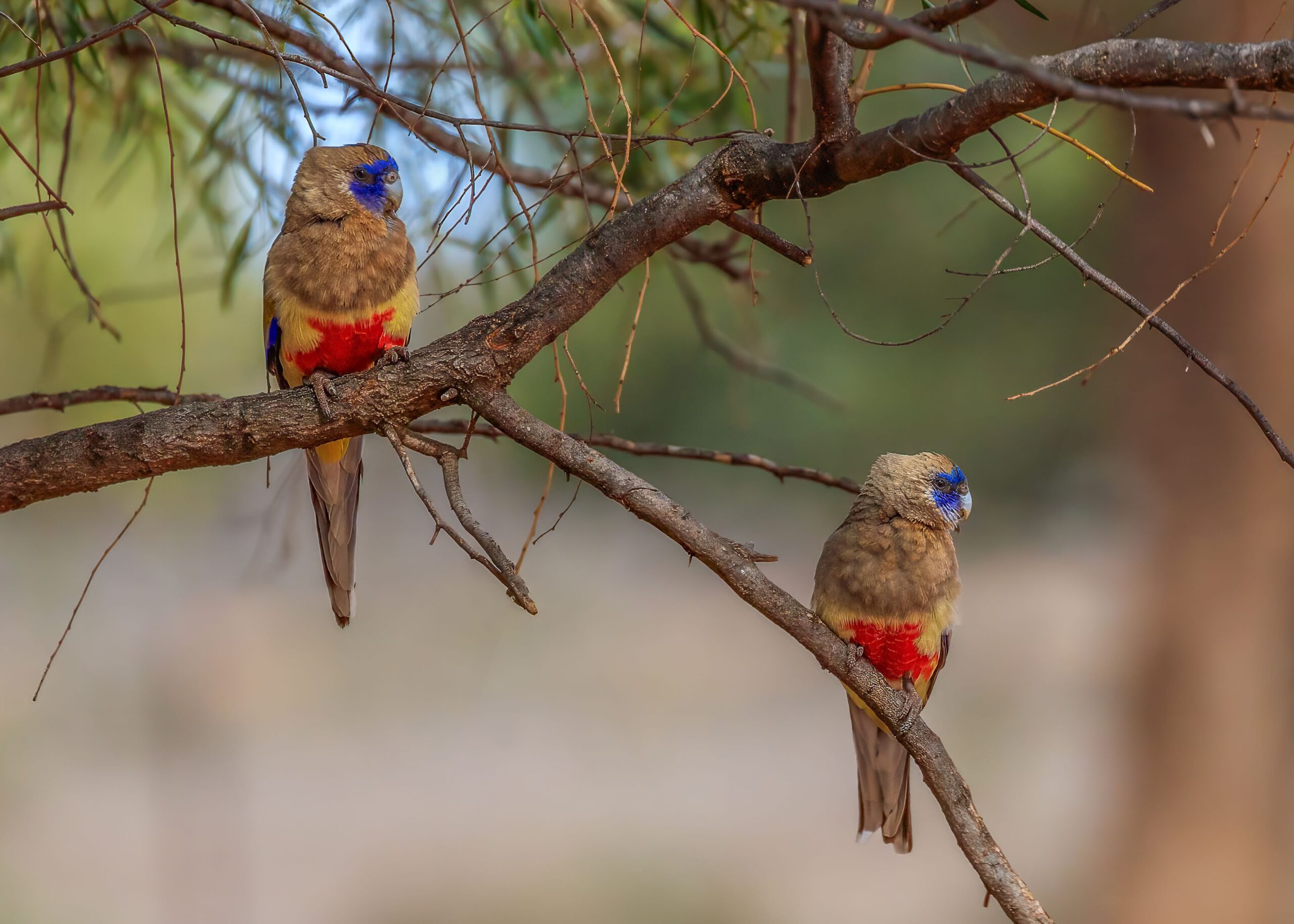 Image for article: Mungo magic in pictures
