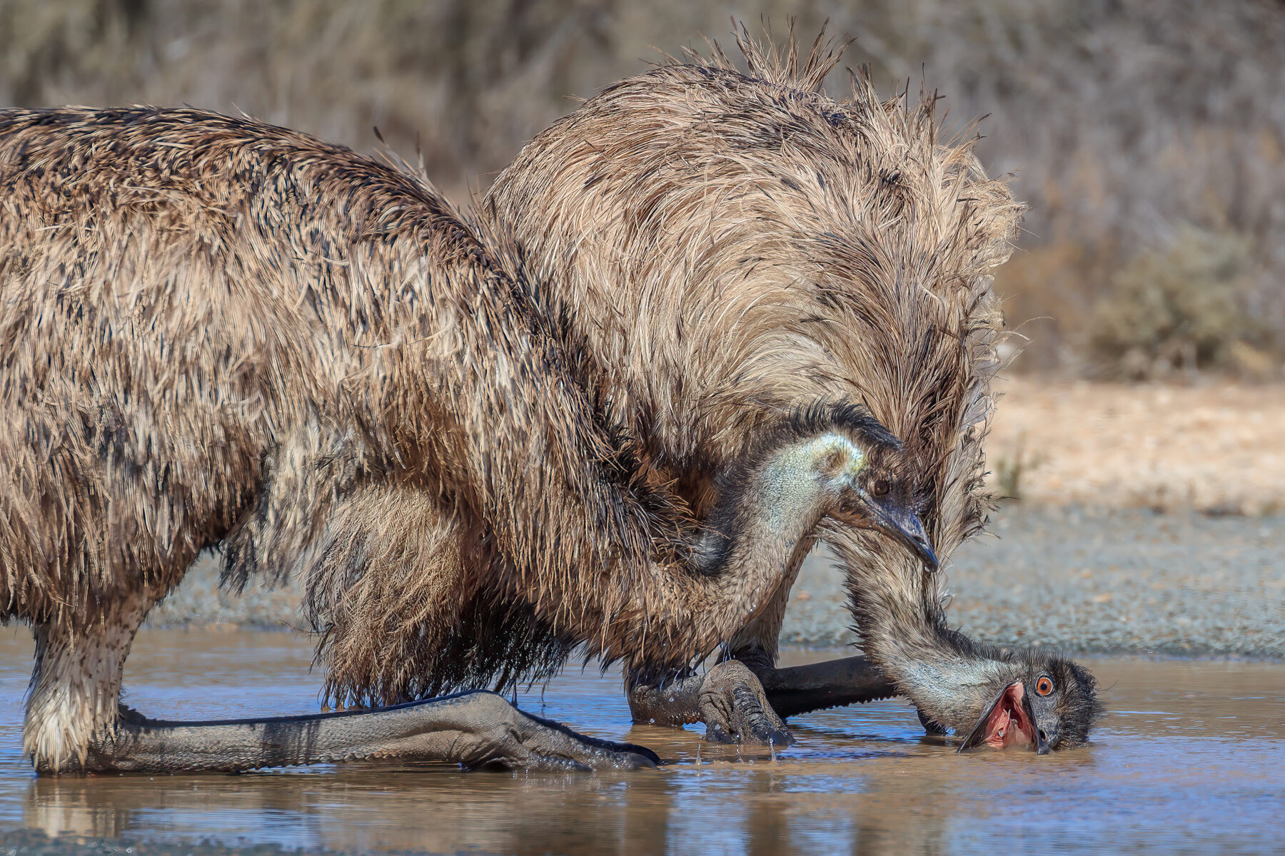 Emus drinking, Mungo NP