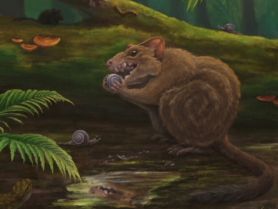 Malleodectes mirabilis