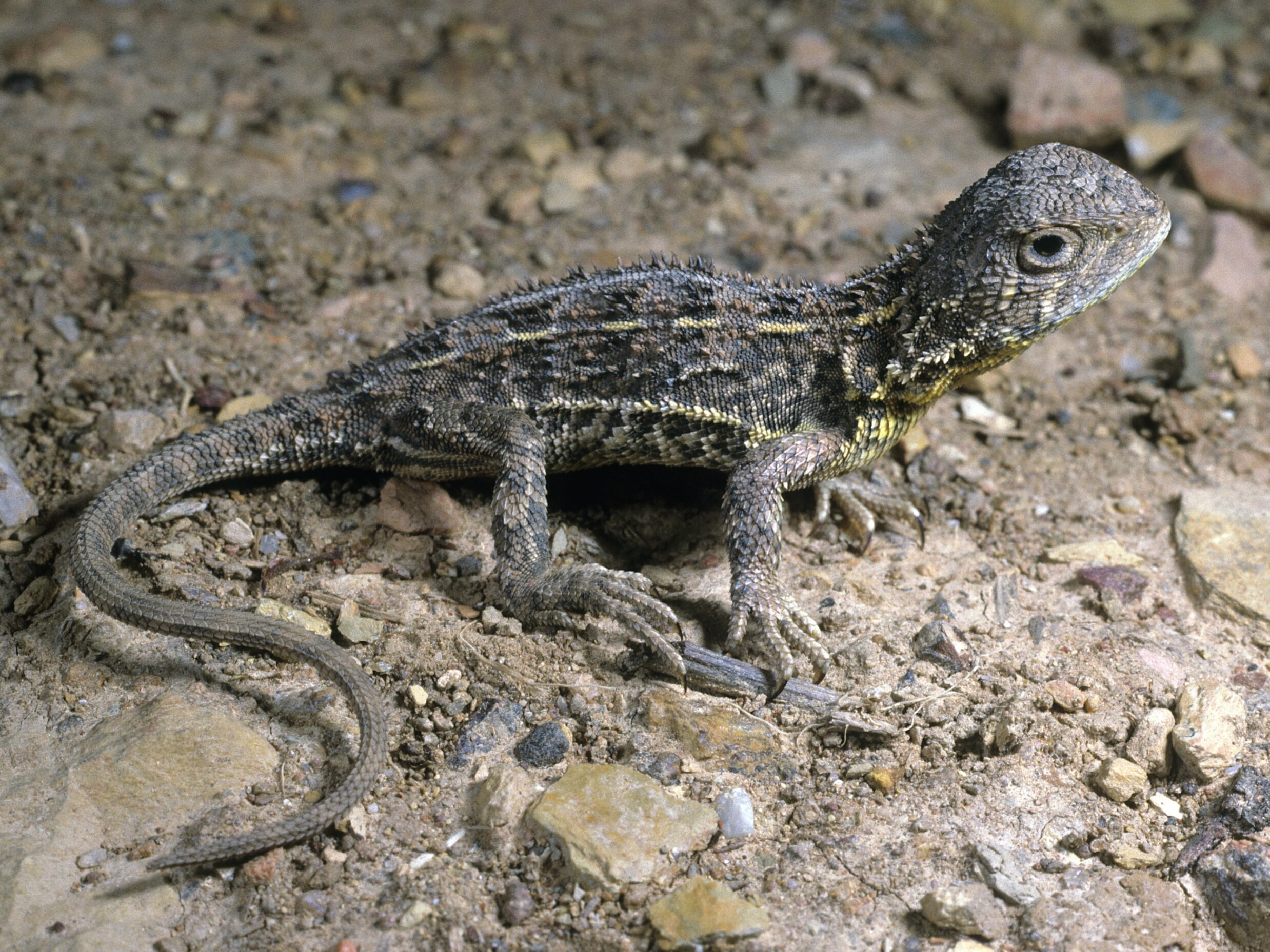 Victorian grassland earless dragon