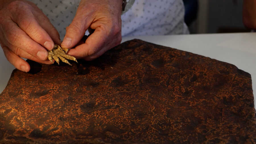 Scientists comparing the ancient trackways with a modern iguana foot