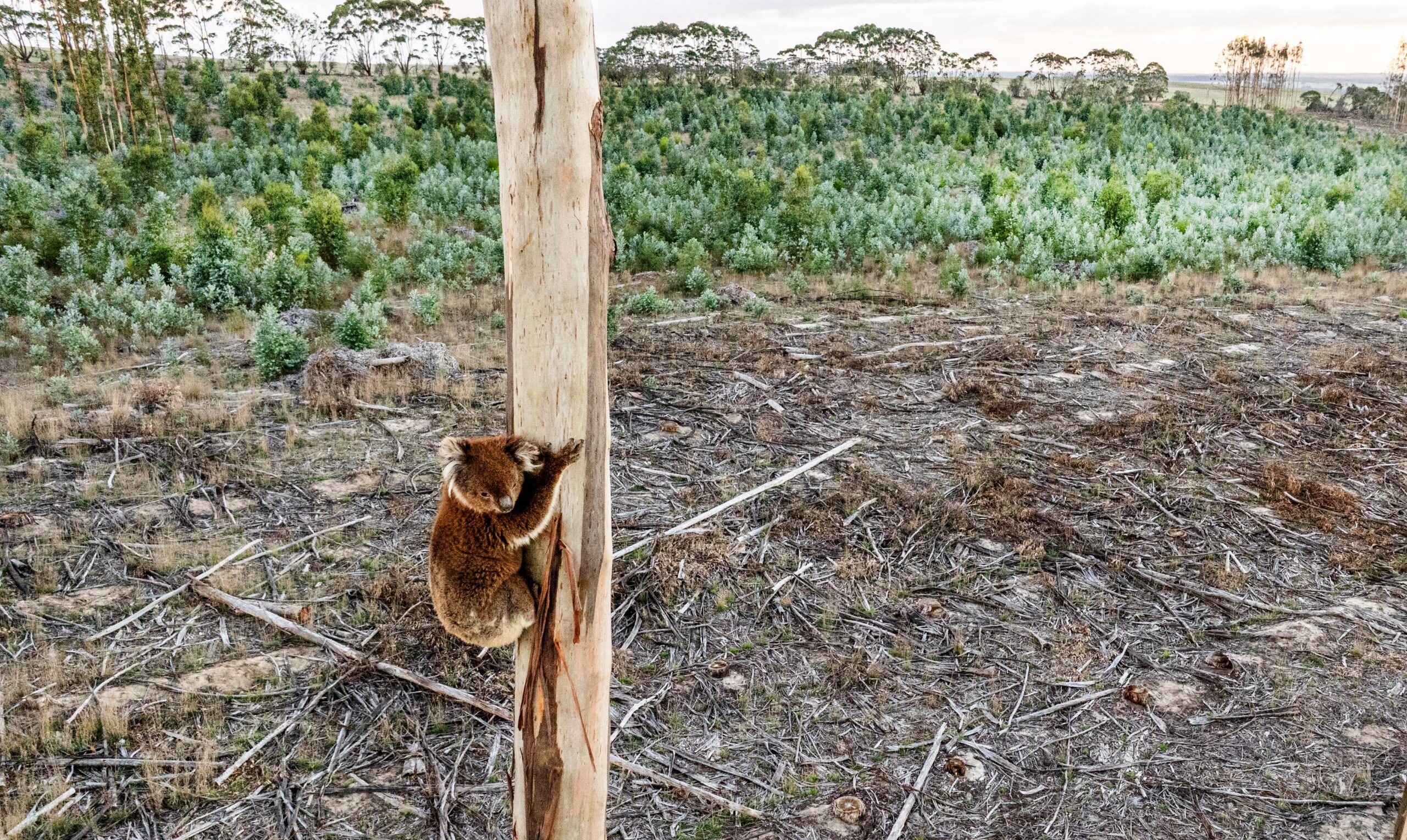 Image for article: Why were hundreds of koalas shot en masse inside a Victorian national park?