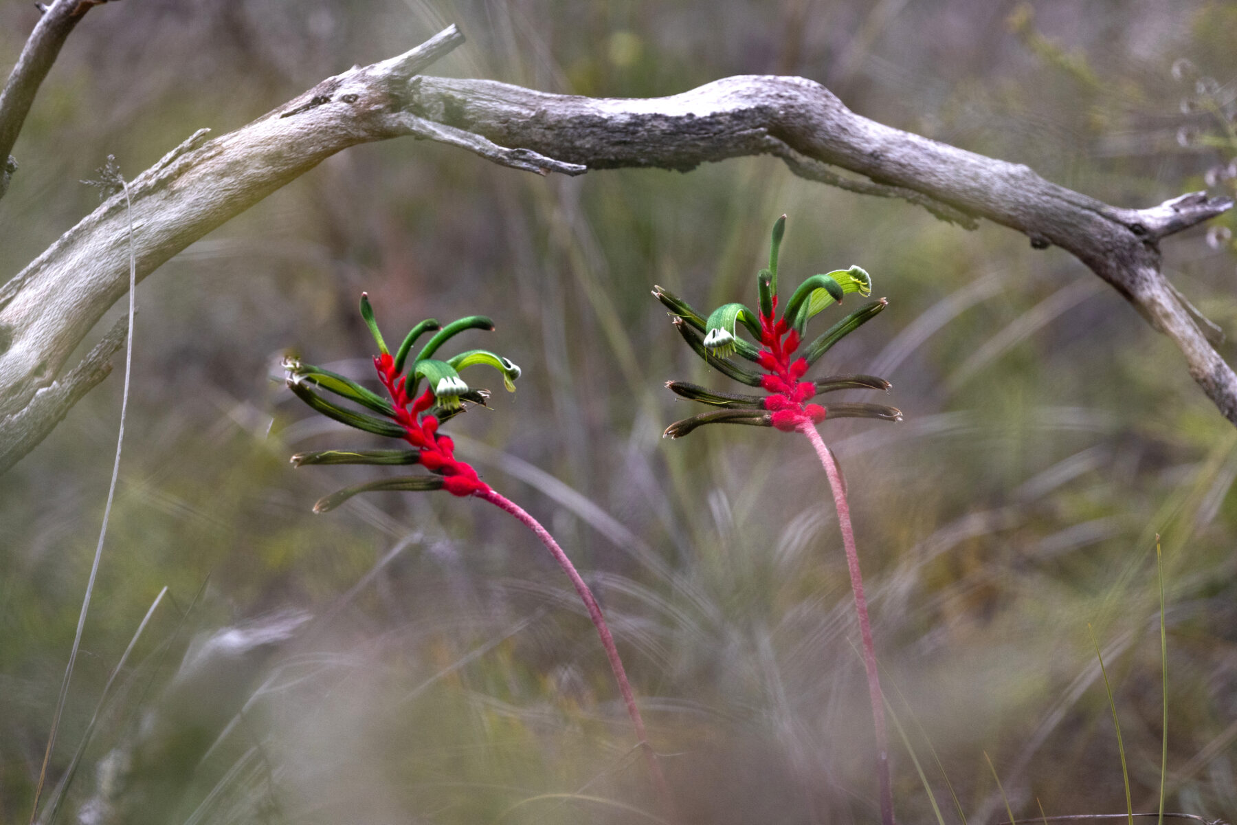 Red and green kangaroo paw