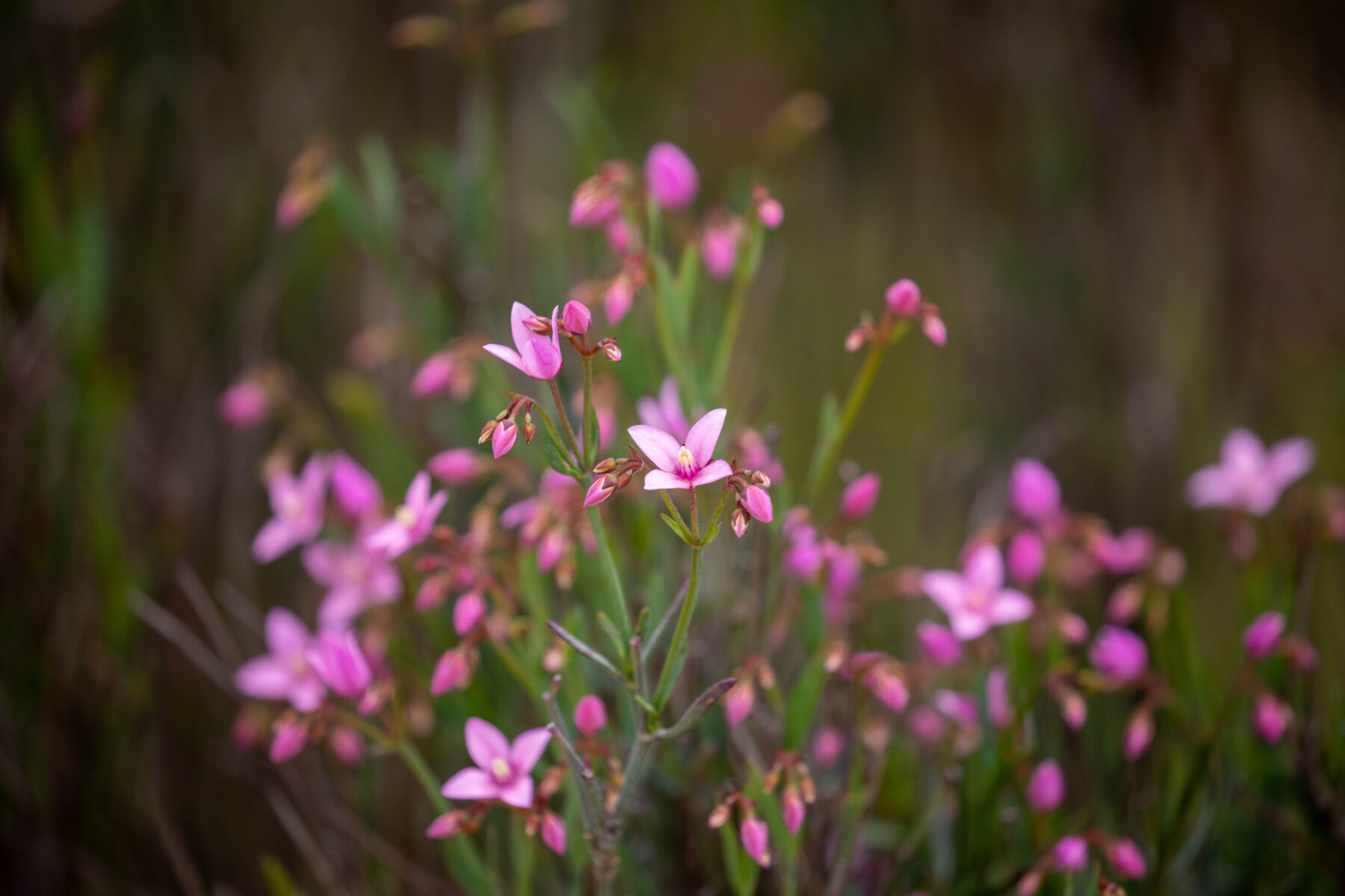 Winged boronia