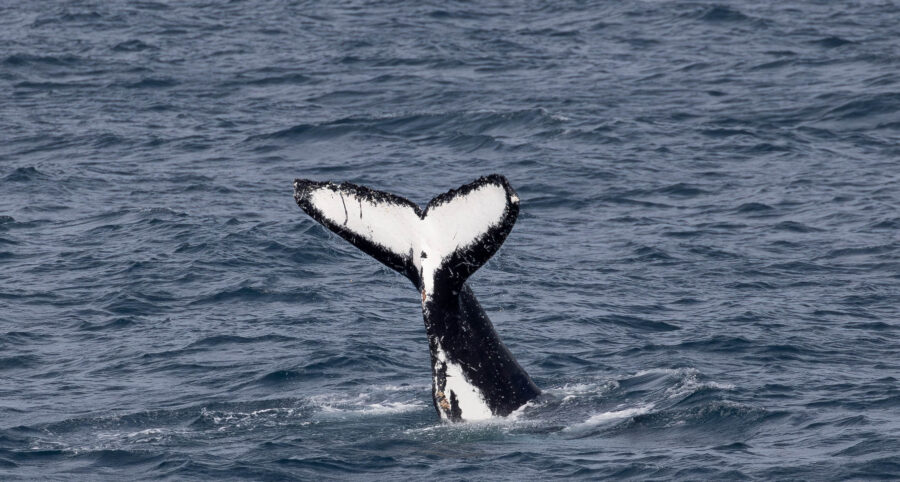 A southern right whale