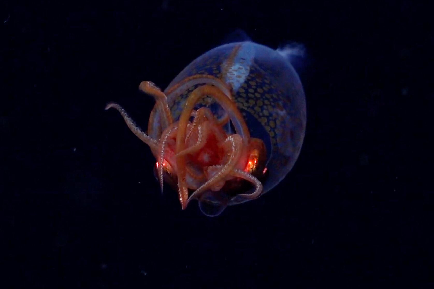 Image for article: Scientists capture first confirmed footage of a colossal squid