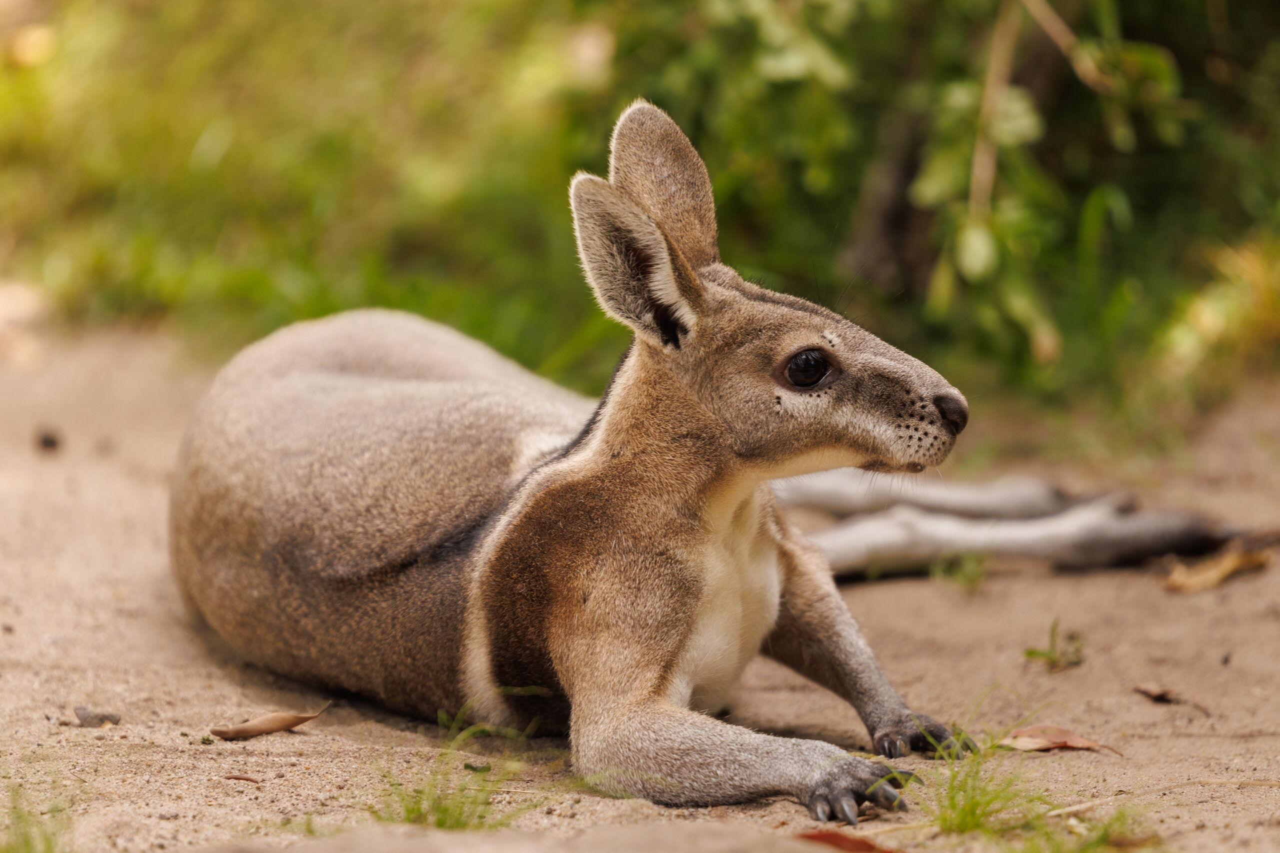 Image for article: Back from the dead: 10 Australian animals once thought extinct 