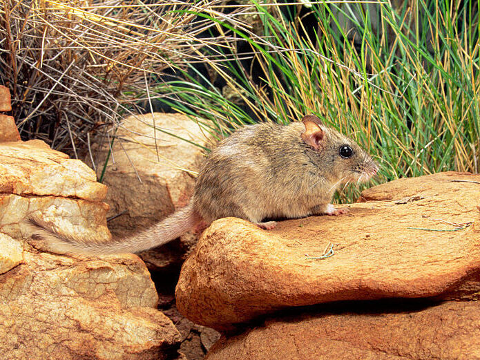 Central rock-rat