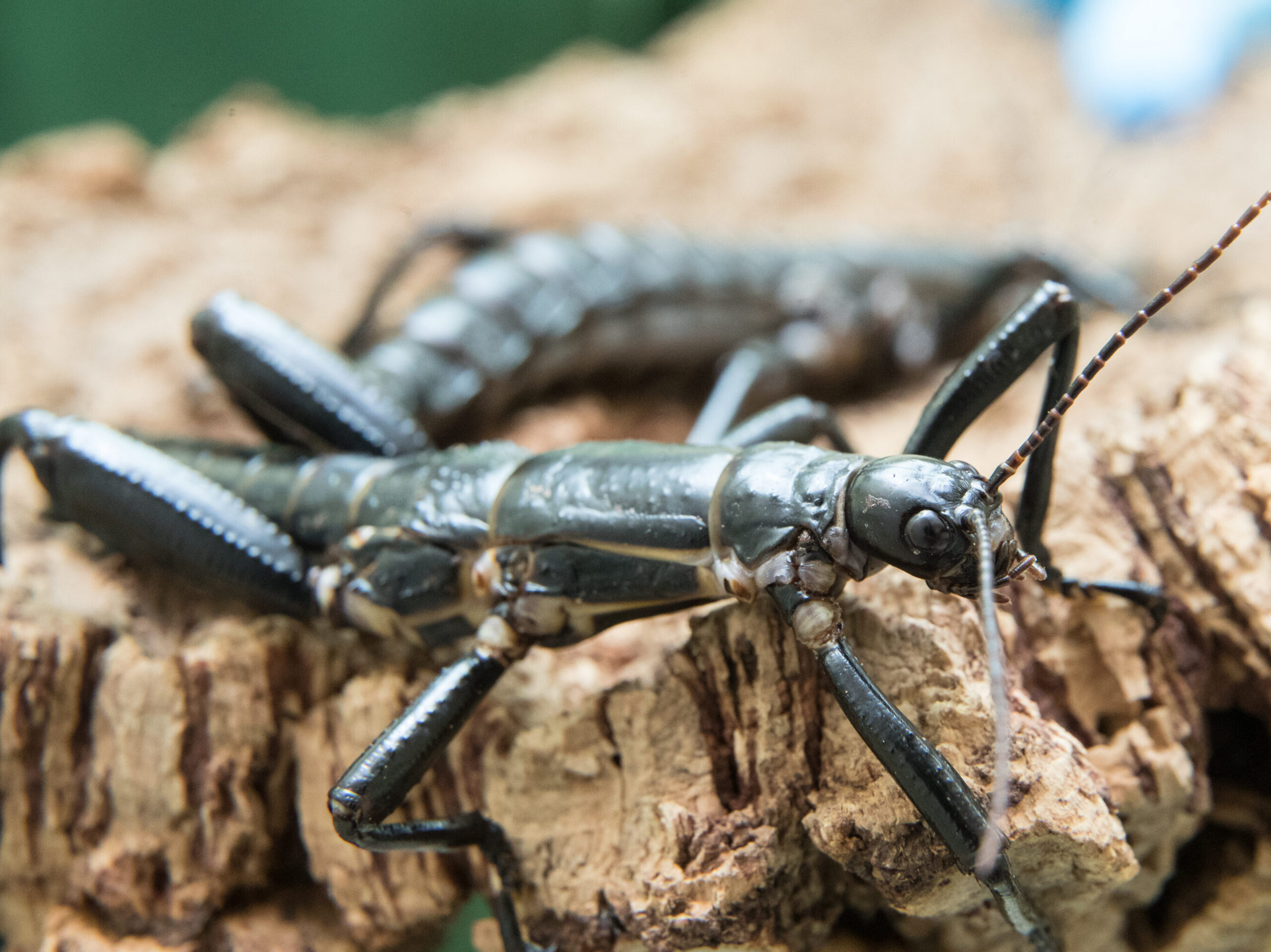 Lord Howe Island stick insect (Dryococelus australis)